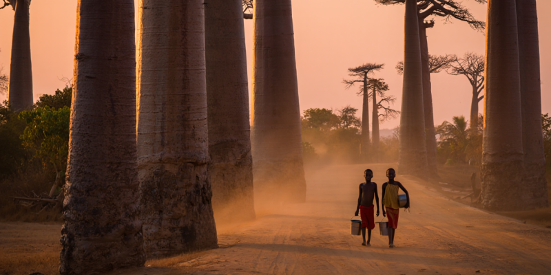allée baobab